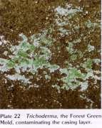 trichoderma01.jpg