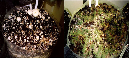 trichoderma02.jpg
