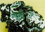 trichoderma04.jpg