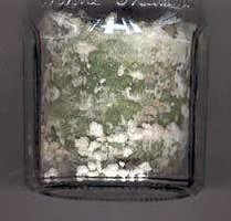 trichoderma06.jpg