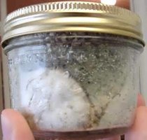 greenmold02.jpg