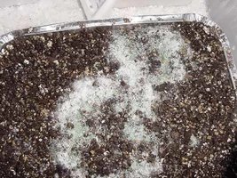 greenmold07.jpg