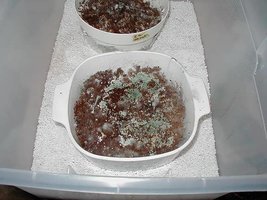 greenmold09.jpg