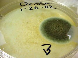greenmold10.jpg