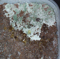 greenmold11.jpg