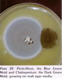 penicilium.jpg