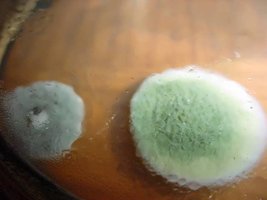 green7.jpg