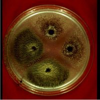 Aspergillus_flavus.jpg