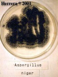 Aspergillus_niger_1.jpg