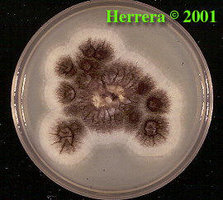 Aspergillus_niger_5.jpg