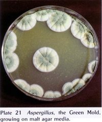 aspergillus.jpg