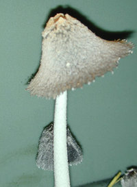coprinus1.jpg