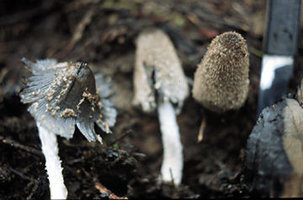 Coprinus_lagopus.jpg