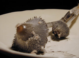coprinus2.jpg