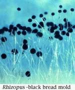 Rhizopus.jpg