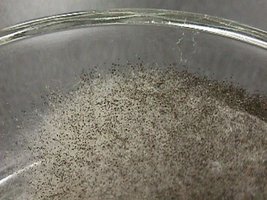 Rhizopus_stolonifera.jpg