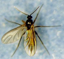 gnat.jpg