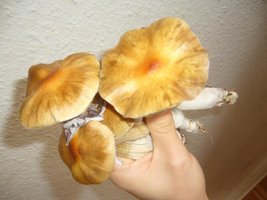 colheita1-2.JPG