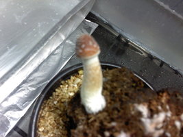 Cubensis Araraq.jpg