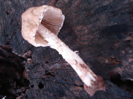 DSC03631.JPG