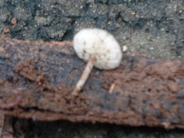 DSC03754.JPG
