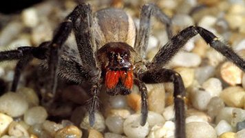 aranha.jpg