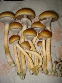DSC01633.JPG