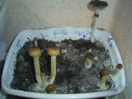 Thai Na Muang 1.JPG