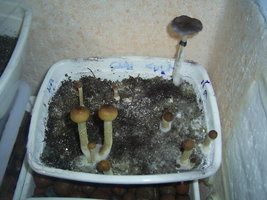 Thai Na Muang 3.JPG