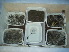 terrário.JPG