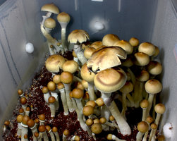 casing_colonia.jpg