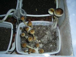 Thai Na Muang 7.JPG