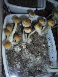 Thai Na Muang 8.JPG