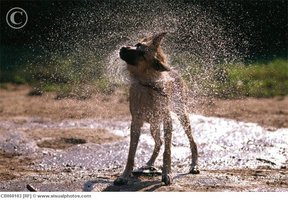 dog_shaking_off_water_cb060103.jpg