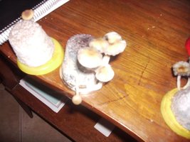 IMG_0072_691x518.jpg