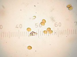 Psilocybe tampanensis.jpg