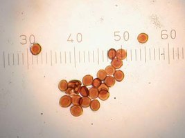Copelandia cyanescens Hawaiian.jpg