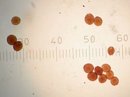 Panaeolus cyanescens Hawaiian.jpg