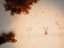 Psilocybe azurescens SO3722.jpg
