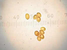 Psilocybe cubensis SY.jpg