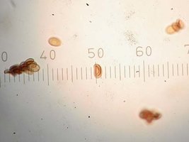 Psilocybe cyanescens FS.jpg