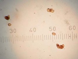 Psilocybe mexicana.jpg