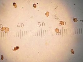 Psilocybe semilanceata.jpg
