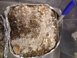 gordinhos03.jpg