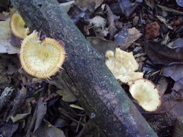 DSC02909.JPG