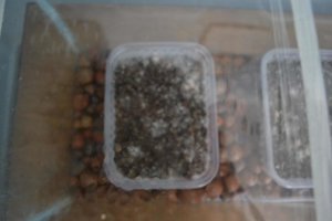 cultivo1.jpg
