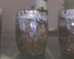 IMG0212A.jpg