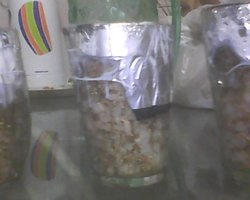 IMG0214A.jpg