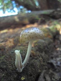 DSC03235.JPG