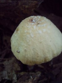 DSC03250.JPG